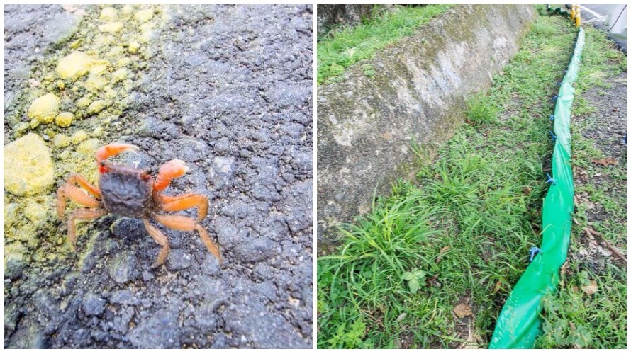 可愛的小陸蟹與護蟹步道