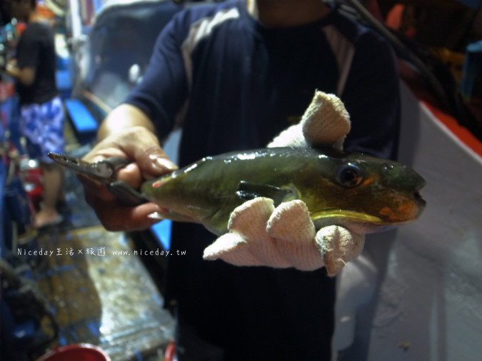 好吃的秋刀魚也吸引河豚來參一腳啦 !
