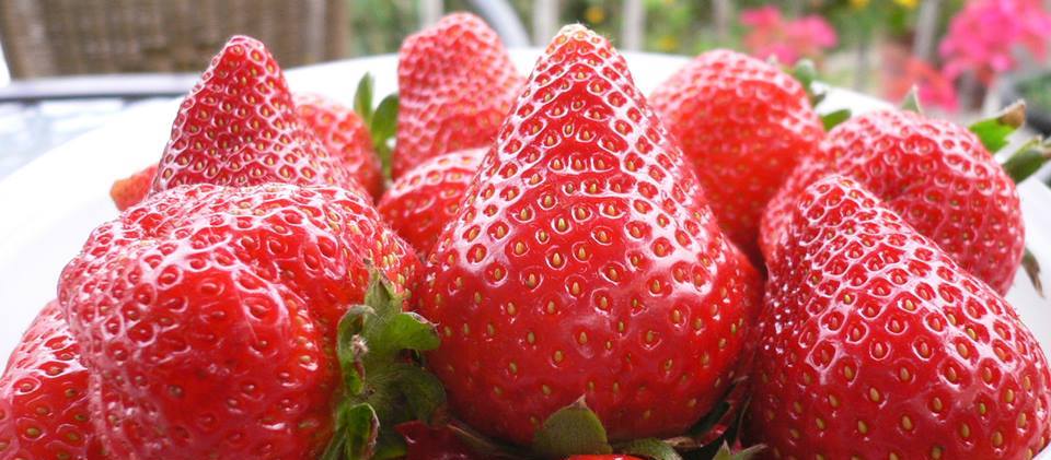 草莓季開跑！南投篇｜超大顆的草莓哪裡採？來南投國姓鄉就對了！