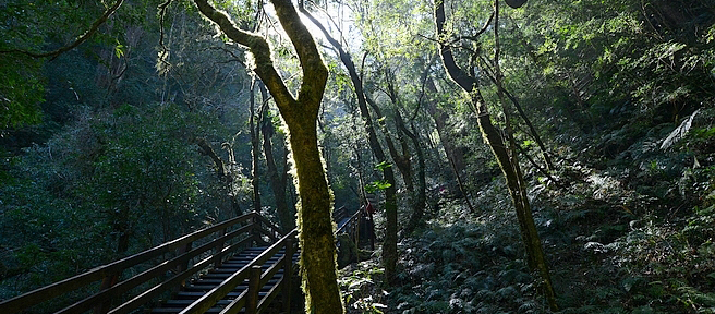 桃園・拉拉山（達觀山）自然保護區｜在神木巨林群間環繞包圍的步道「森呼吸」