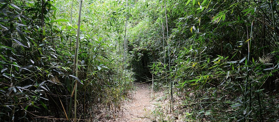 台北內湖・明舉山親山步道｜走進台北市的原始叢林，來一場大自然探險