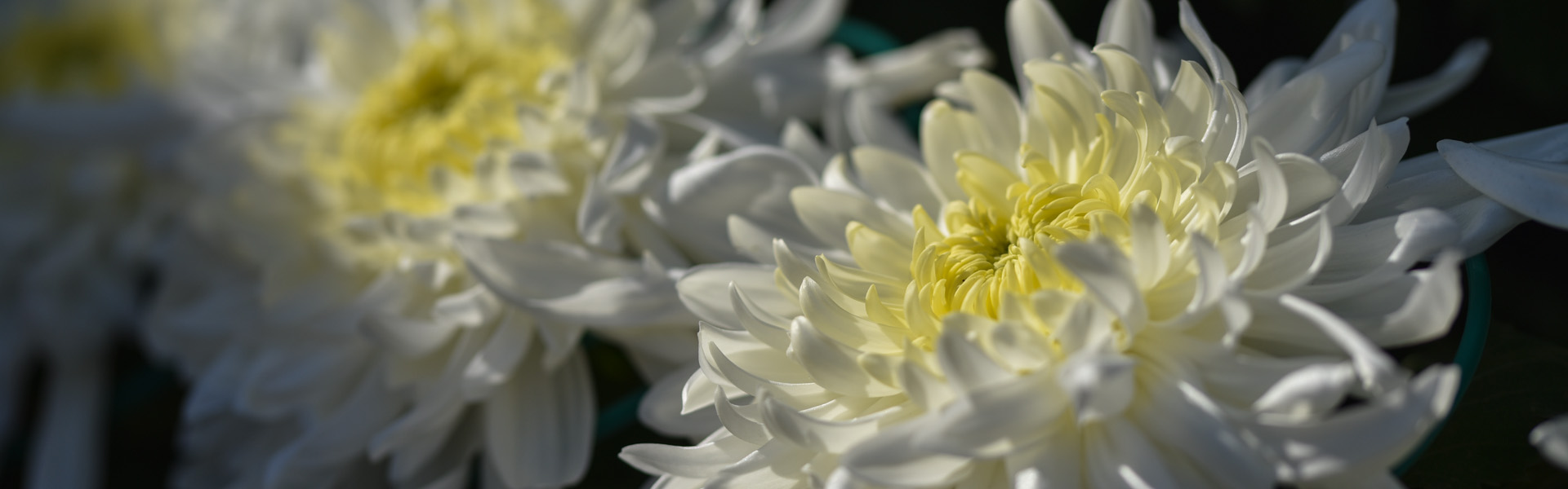 一年一度的菊花盛宴－2014士林官邸菊展「愛耀菊時」，攝影技巧全攻略