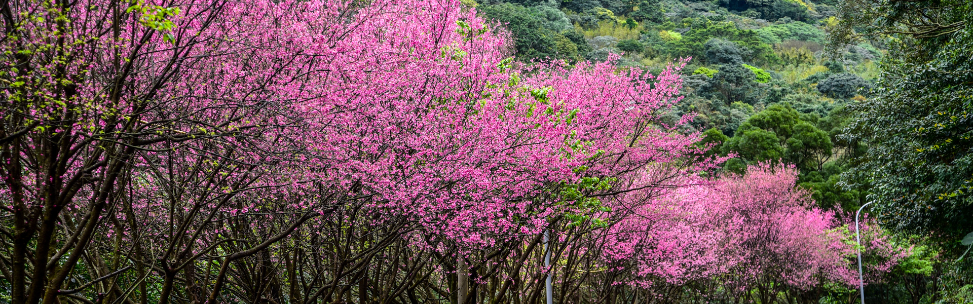 「三芝賞櫻行」：從陽明山出發，騎遍滿山的櫻花