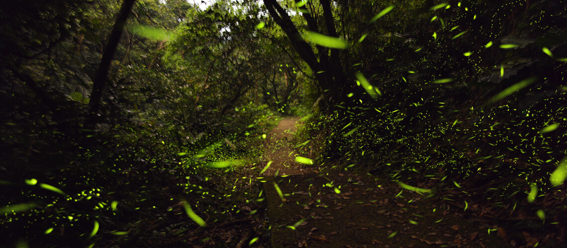 基隆．螢火蟲秘境｜龍崗生態園區，屬於步道上的螢光繁星