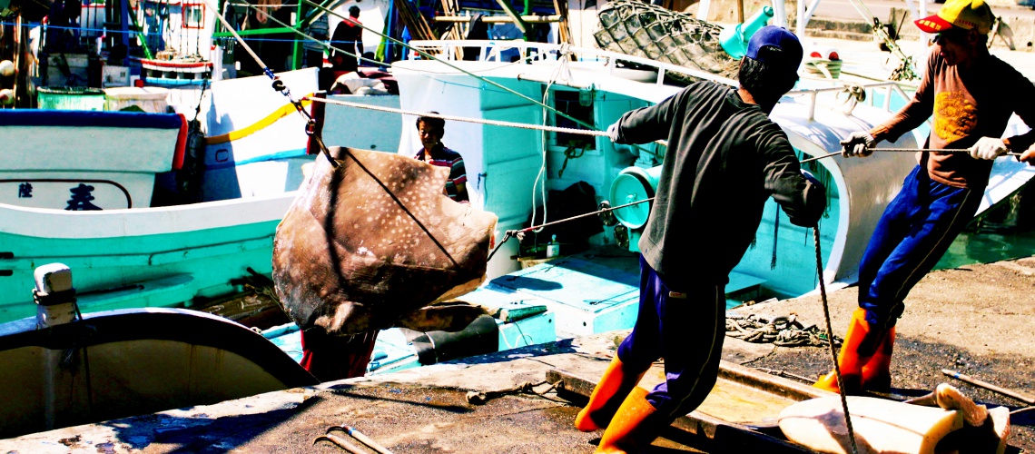 【台東旅遊】成功新港漁港：全台灣最著名的旗魚拍賣市場！