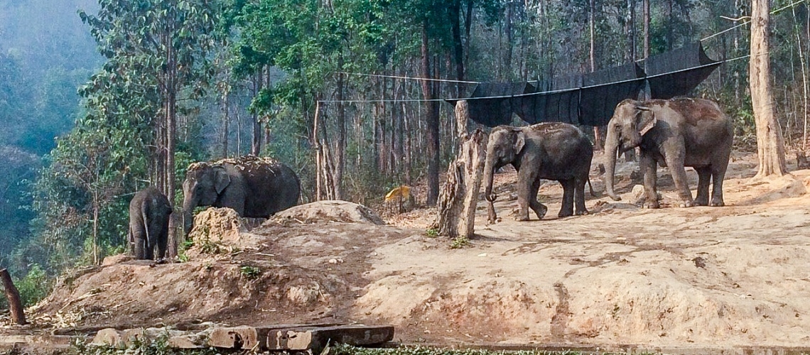 不一樣的旅遊體驗：泰國清邁大象保育營