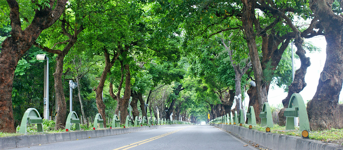 台東市內的「綠色隧道」：茄苳樹濃蔭成影的美麗公路