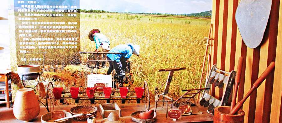 台東觀光「金色豐收館」：結合農事體驗與米食文化之稻米觀光工廠，親子共遊的好去處。