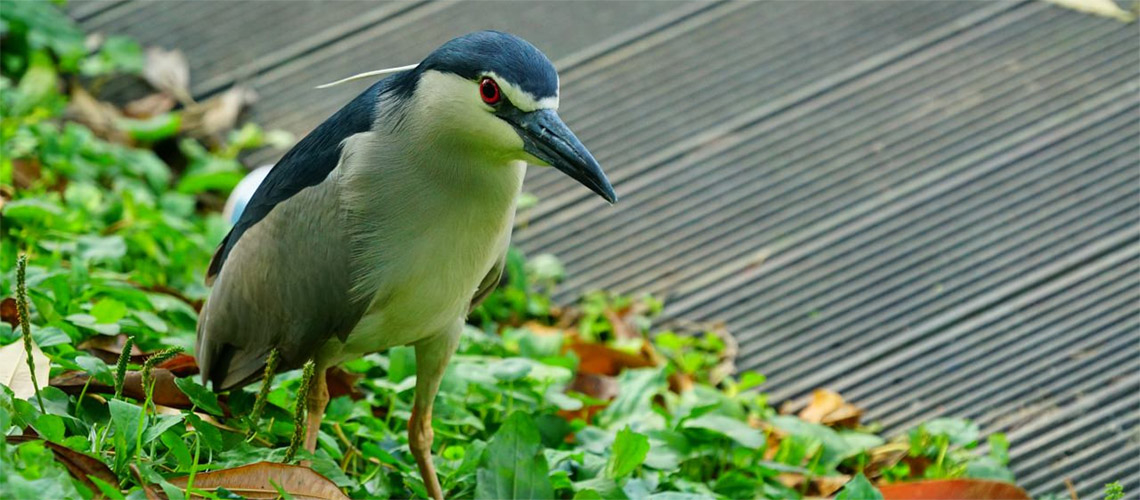 來後山埤「南港公園」拍鳥去，捕獲超可愛台灣種企鵝、紅嘴黑鵯、台灣藍鵲、黑領椋鳥等