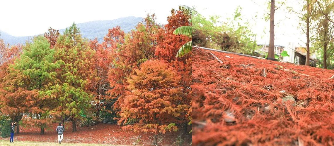 台東台九線初鹿的「浪漫落羽松」：秋冬轉紅的溫暖角落