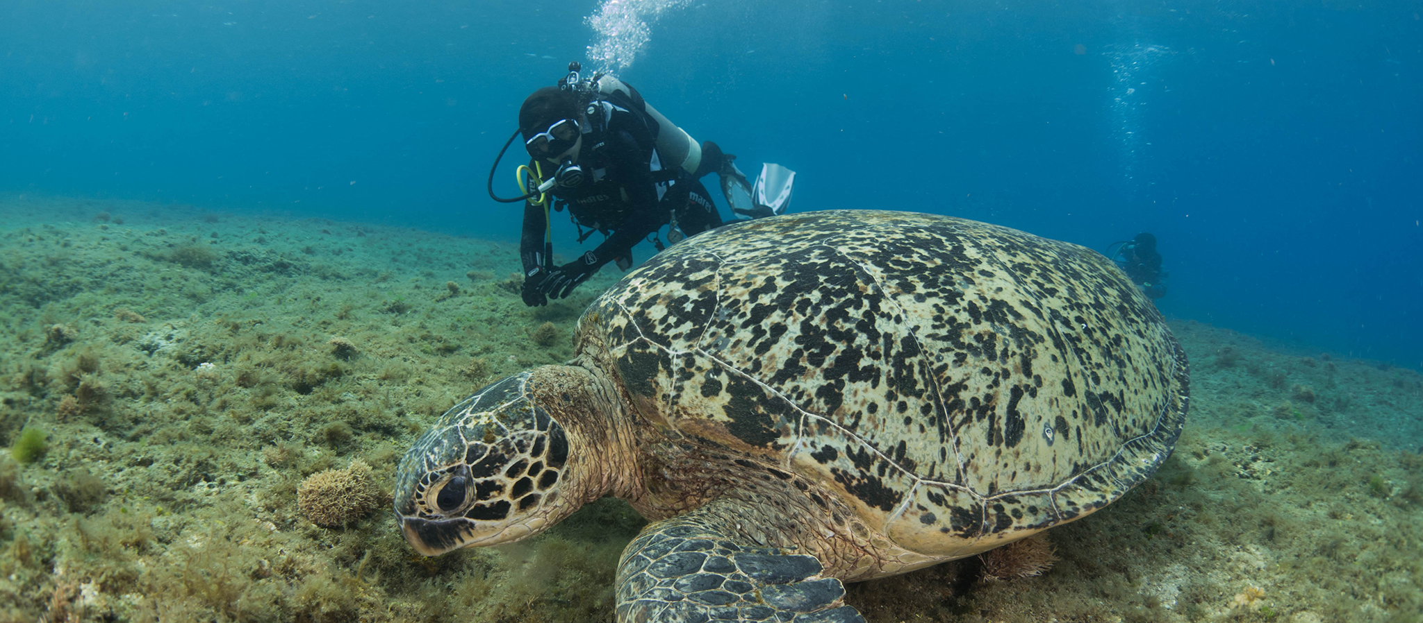 潛入深海，在小琉球享受與海龜共游的時光：從新手到 AOW 證照