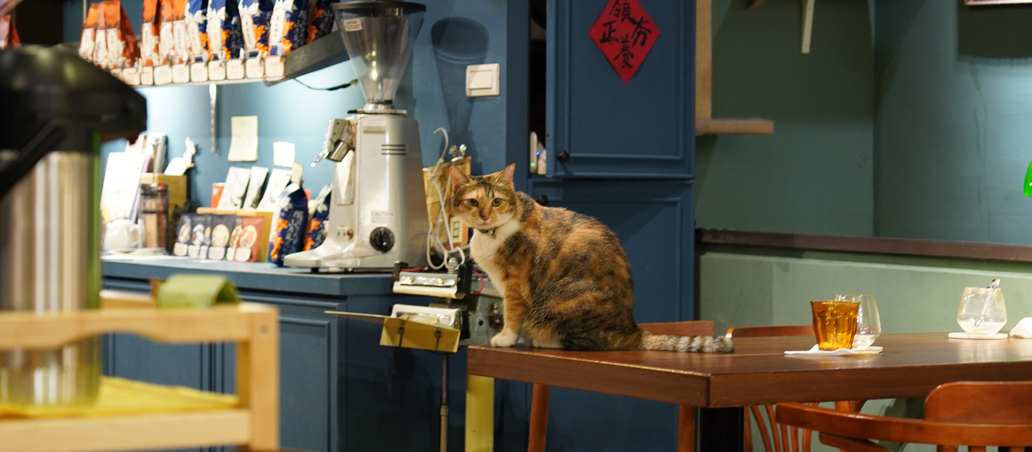 【信義區】有貓有推！好喝又療癒的「聞山咖啡」永春有貓店