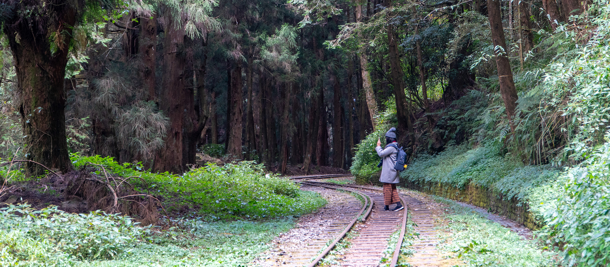 嘉義・阿里山｜老少咸宜的「水山巨木步道」：行走在森林鐵道，拜訪樹洞及 2700 歲水山巨木
