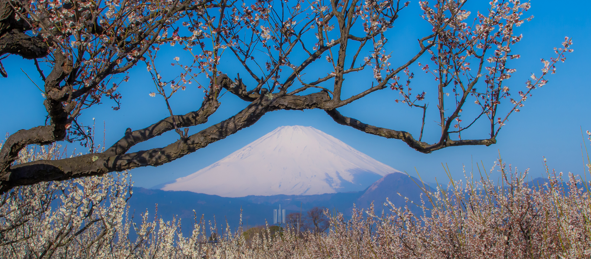 日本神奈川賞梅、賞櫻去！盤點神奈川縣內的六大賞花景點