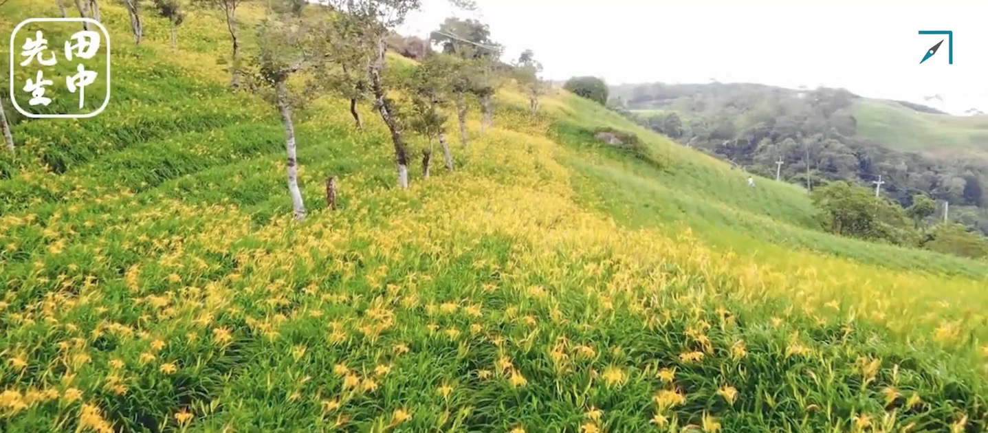 天使的花毯「六十石山金針花季」一年四季都有不一樣的風景（影片）