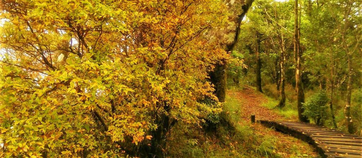 台灣秋天怎麼玩？金色季節的美麗景色，宜蘭太平山山毛櫸步道 x 周邊玩法推薦