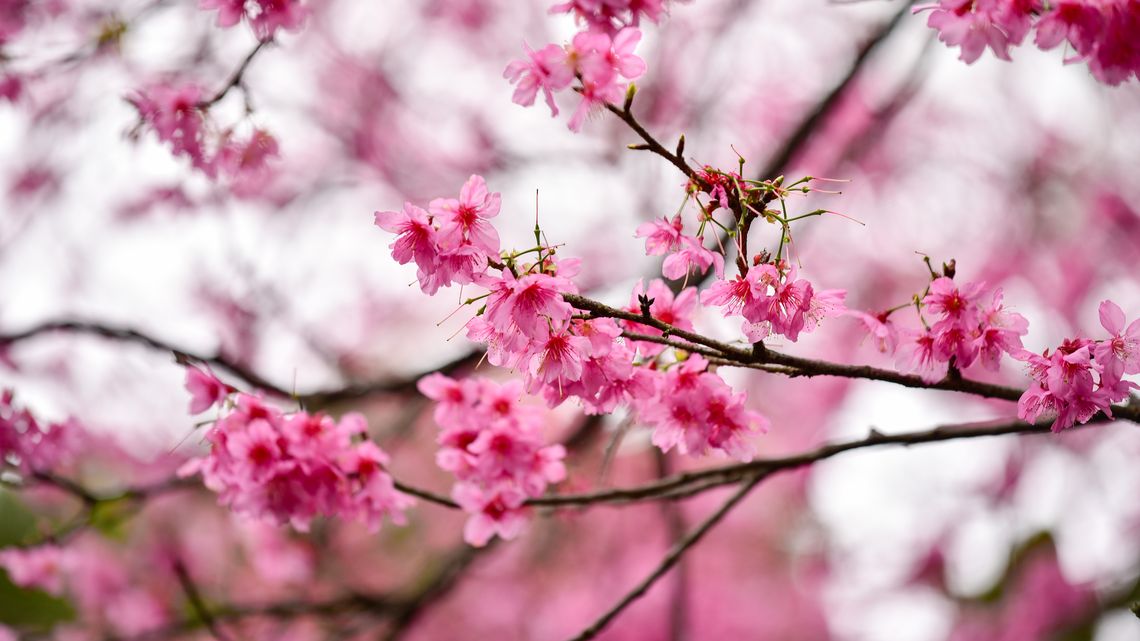 ３月約會特輯｜粉紅色的櫻花，粉紅色的愛戀