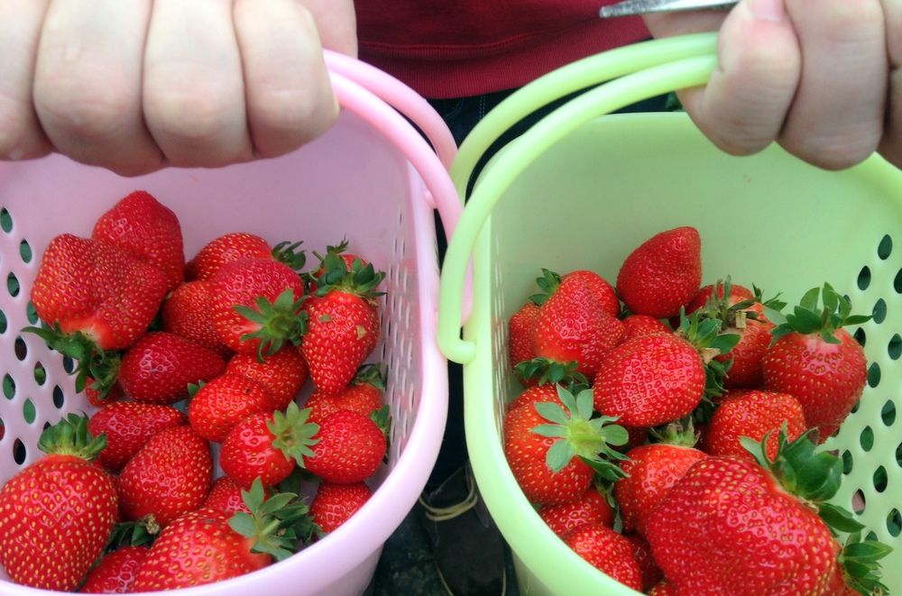 草莓季開跑！苗栗篇｜草莓大爆發！又大又甜的草莓正當季！
