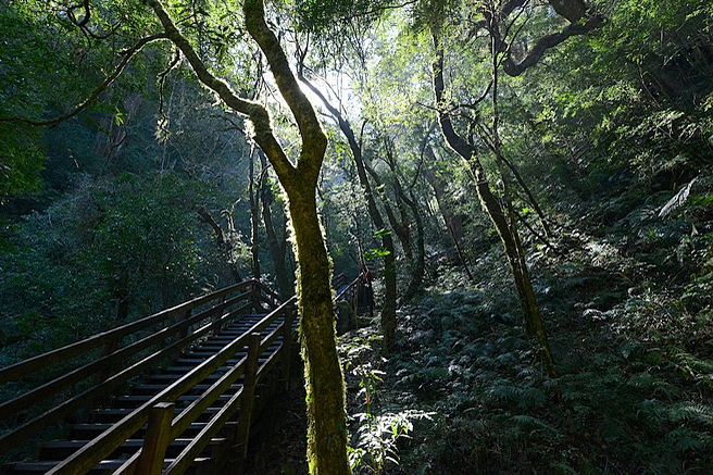 桃園・拉拉山（達觀山）自然保護區｜在神木巨林群間環繞包圍的步道「森呼吸」