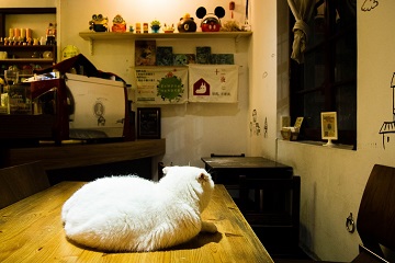 台東．生活｜193咖啡館：跟著貓腳印，踩出獨立於城市的節奏
