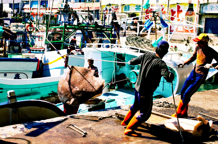 【台東旅遊】成功新港漁港：全台灣最著名的旗魚拍賣市場！