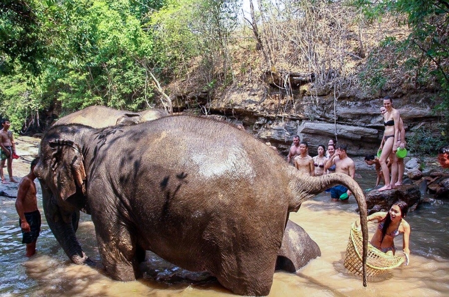 不一樣的旅遊體驗：泰國清邁大象保育營