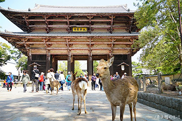 【奈良半日遊攻略】來東大寺跟聰明的小鹿 PK 體驗，人生一定要來奈良公園餵一次鹿呀！