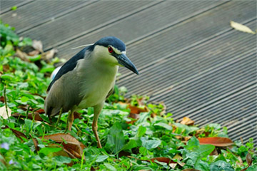 來後山埤「南港公園」拍鳥去，捕獲超可愛台灣種企鵝、紅嘴黑鵯、台灣藍鵲、黑領椋鳥等