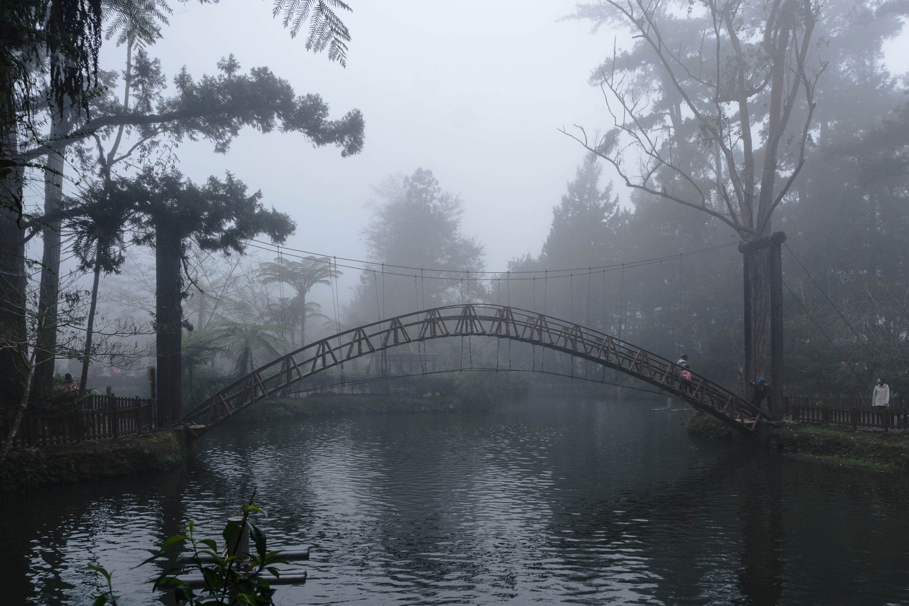 「溪頭自然教育園區」：夢幻雲霧繞千種林相，中台灣孩子的共同記憶