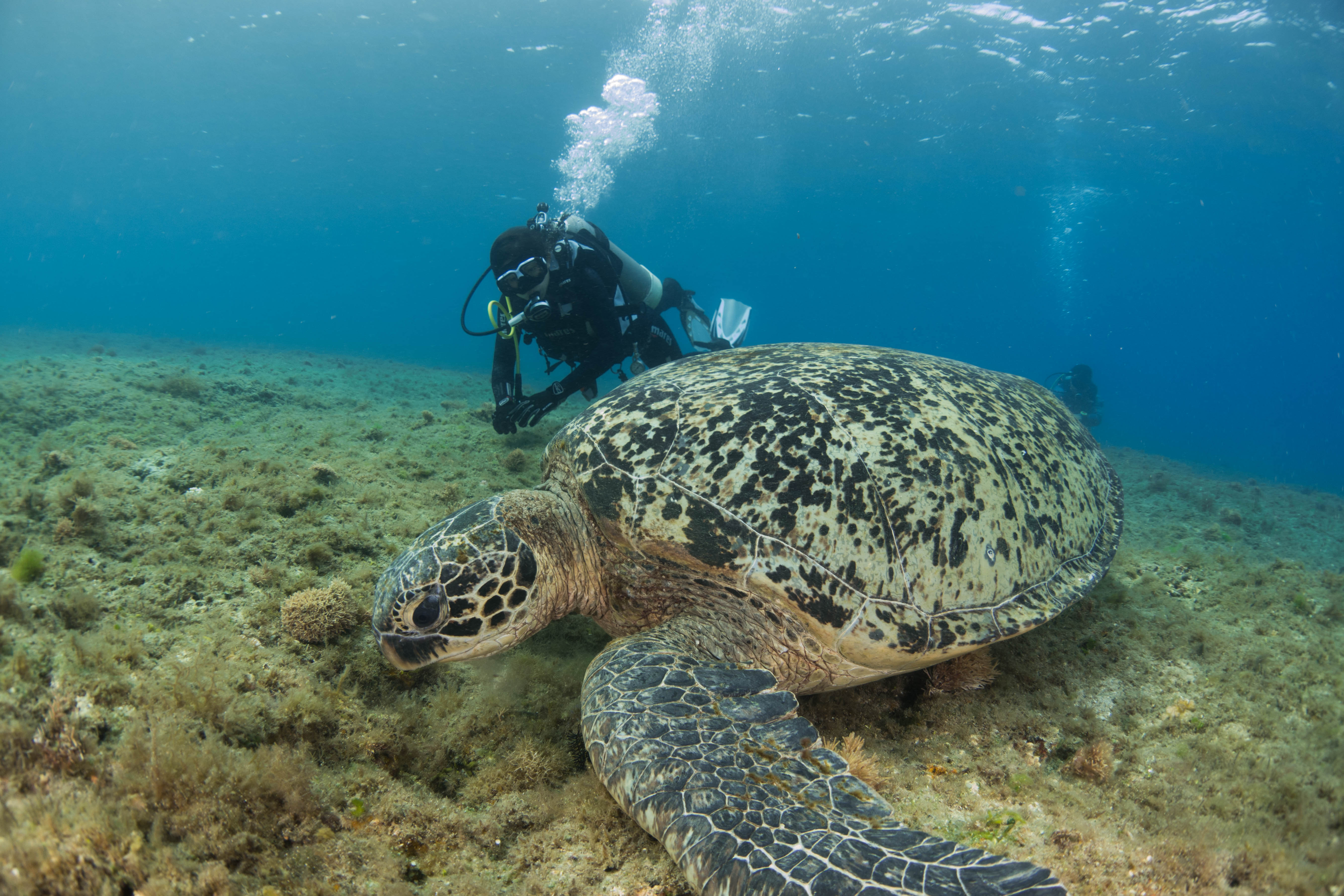 潛入深海，在小琉球享受與海龜共游的時光：從新手到 AOW 證照