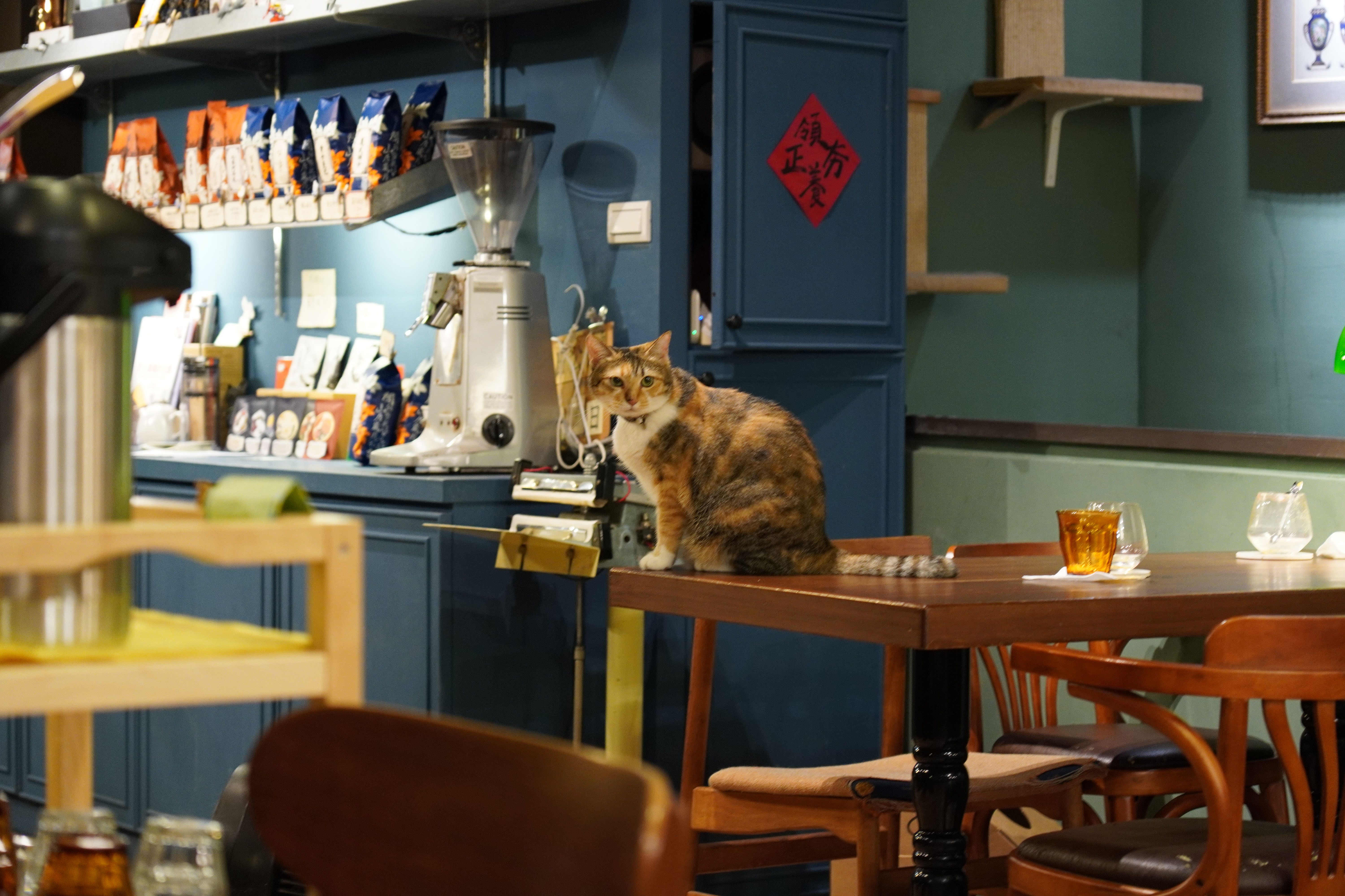 鬧中取靜有貓玩，台北信義區咖啡廳 4 選（附菜單）