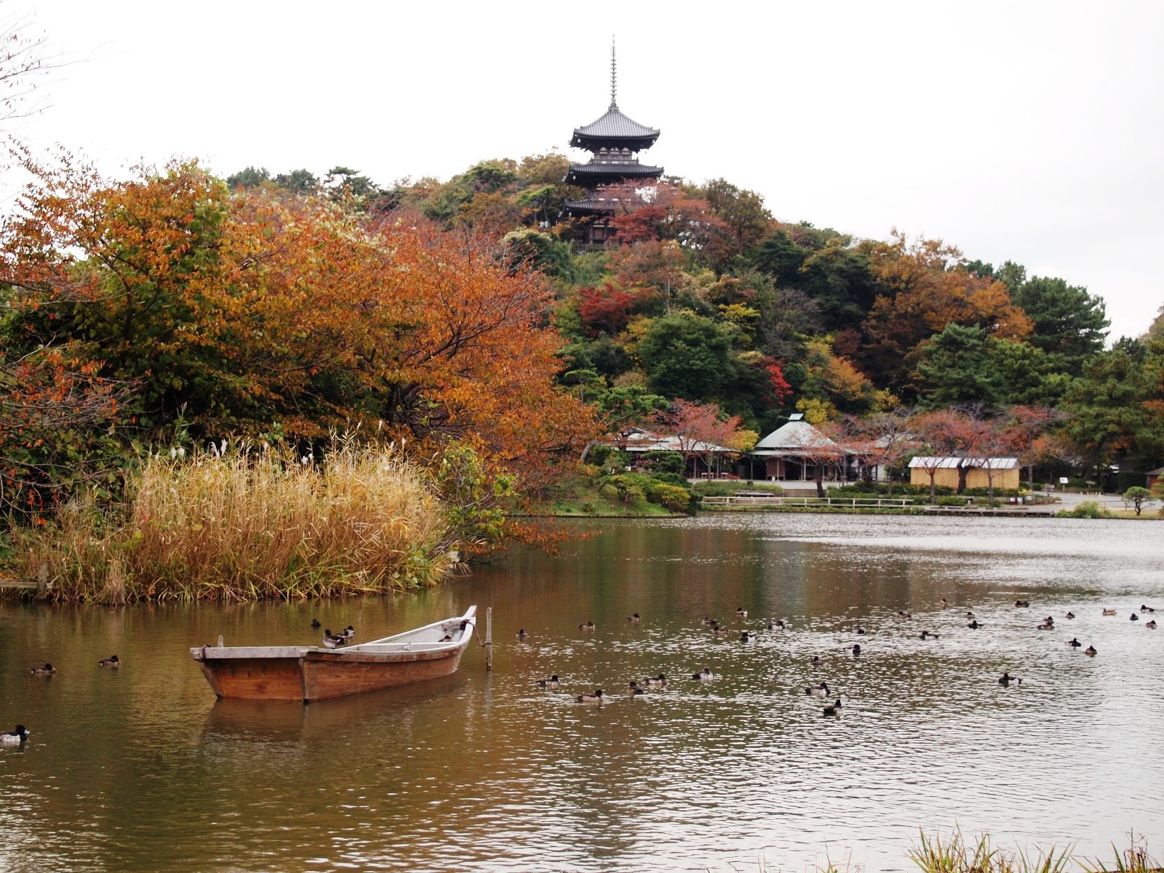 2019 日本神奈川賞楓景點推薦，在文化歷史中一窺紅葉之美