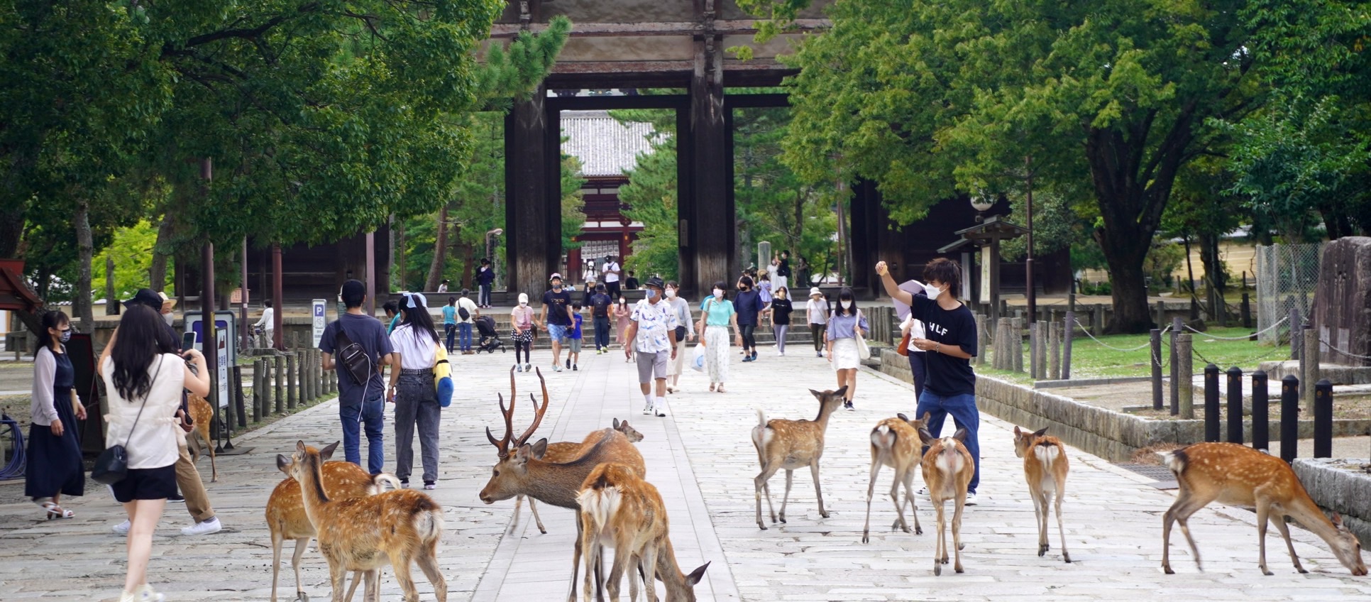 只能餵，不要摸！去奈良別摸鹿「小心蜱蟲上身」而感染 Oz 病毒，快樂出遊安全回家