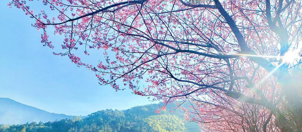 2021 台灣櫻花季，最推北中南 9 條賞櫻路線、櫻花景點