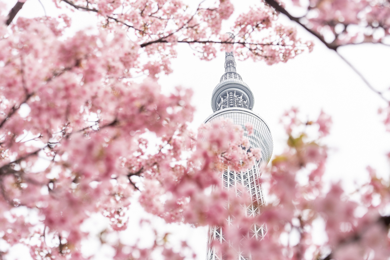 春日賞櫻！用「SKYTREE ENJOY PACK 優惠套票」暢玩東京晴空塔與周邊必去景點